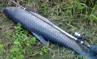 青鱼视频国产在线,国产在线影视盛宴,尽享视听盛宴